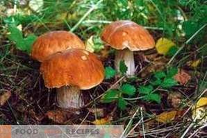 Hur man skiljer ätliga svampar från giftiga