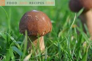 How to freeze porcini mushrooms
