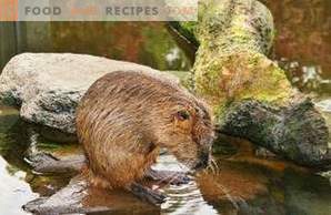 Nutria Meat: Benefit and Harm