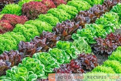 Salatsorter för att växa på våren, sommaren och hösten