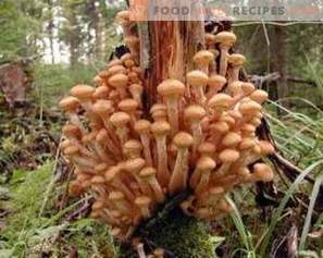 Маринирани печурки за зима